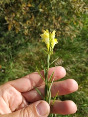 Linaria acutiloba