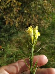 Linaria acutiloba