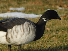 Branta bernicla