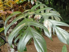 Epipremnum