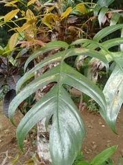 Epipremnum