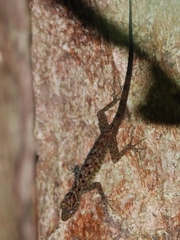 Cnemaspis peninsularis
