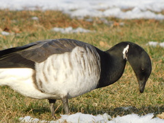 Branta bernicla