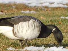 Branta bernicla