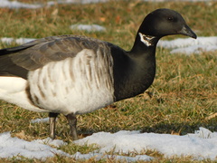 Branta bernicla