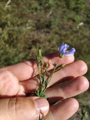Linum komarovii