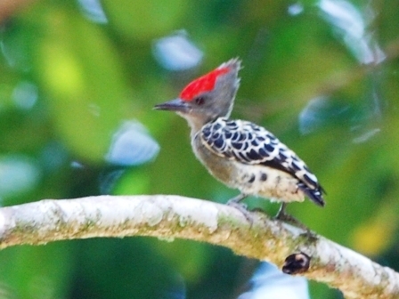 Grey-And-Buff Woodpecker
