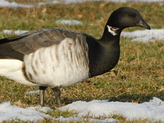Branta bernicla