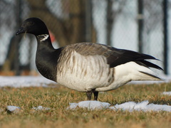Branta bernicla