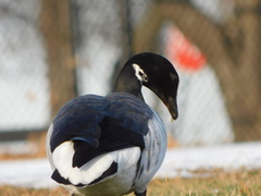 Branta bernicla