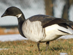 Branta bernicla