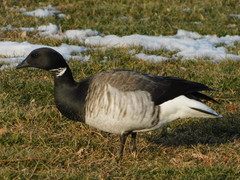 Branta bernicla