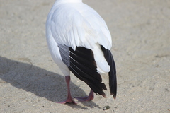 Anser caerulescens × rossii