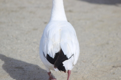 Anser caerulescens × rossii