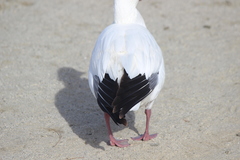 Anser caerulescens × rossii