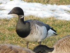 Branta bernicla