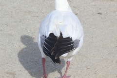 Anser caerulescens × rossii