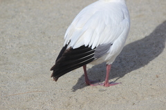Anser caerulescens × rossii