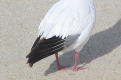 Anser caerulescens × rossii