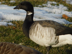 Branta bernicla