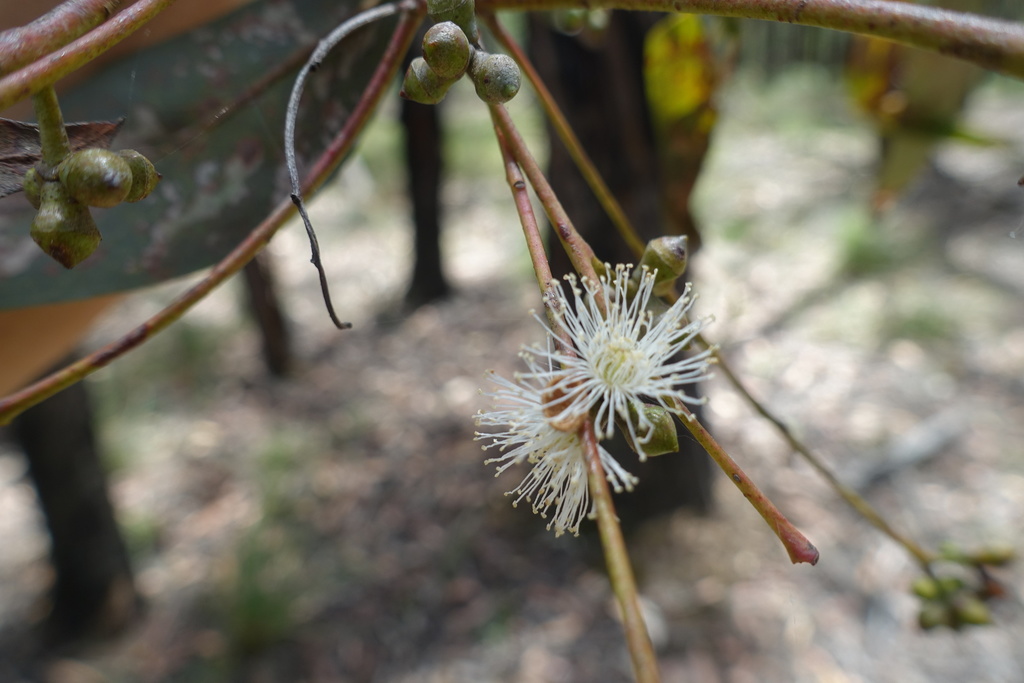 Mealy Stringybark from WarrandyteKinglake Nature Conservation