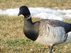 Branta bernicla