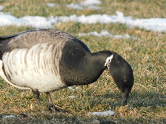 Branta bernicla