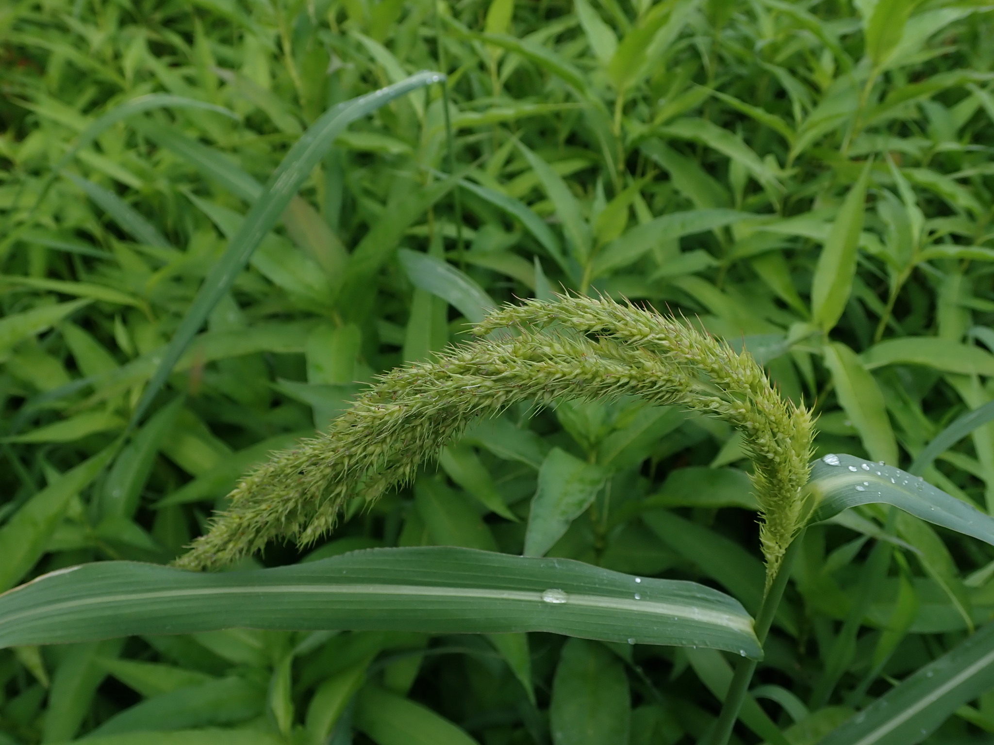 Echinochloa crus-pavonis