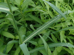 Echinochloa crus-pavonis