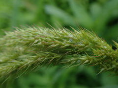 Echinochloa crus-pavonis