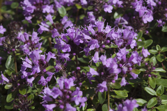 Thymus nummularius