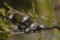 Leptospermum liversidgei