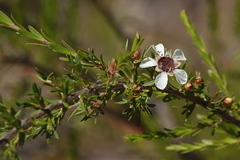 Leptospermum liversidgei