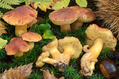 Aureoboletus moravicus