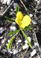 Argyrolobium filiforme