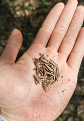 Serriphaedusa gerberi