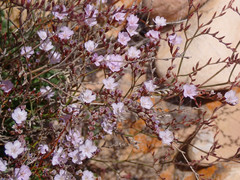 Limonium companyonis