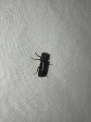 Apatides fortis