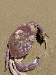 Paraconcavus pacificus