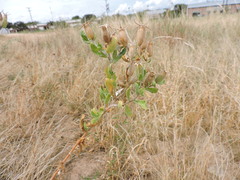 Mentzelia oligosperma