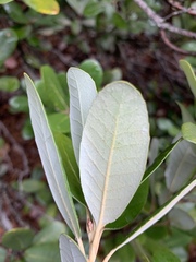 Notholithocarpus densiflorus echinoides