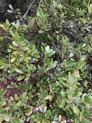 Notholithocarpus densiflorus echinoides