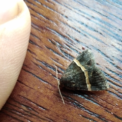 Ozarba abscissa