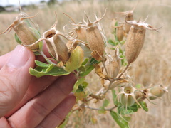 Mentzelia oligosperma