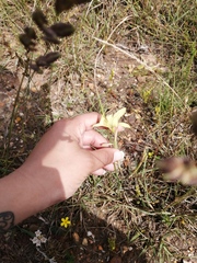 Moraea collina