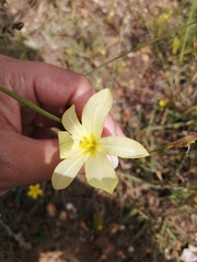 Moraea collina
