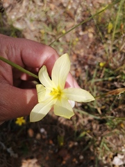 Moraea collina