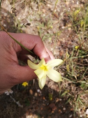Moraea collina