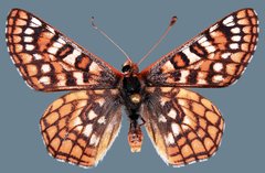 Euphydryas anicia wheeleri