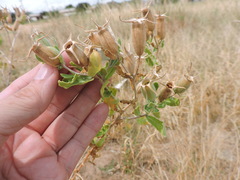 Mentzelia oligosperma